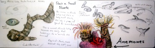 Shes_a_swell_shark