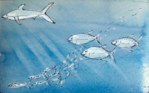 Shark_and_tuna