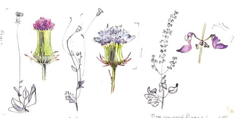 zambian wildflowers demo