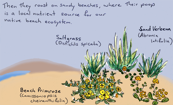 Aren't these beautiful flowers? I don't know about you but I'm pretty grateful for gull poop about now.