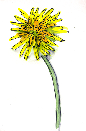 dandelion 10