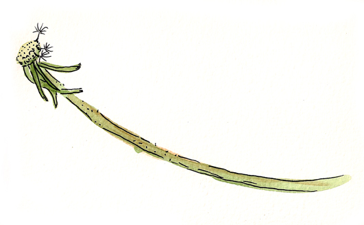 dandelion 5