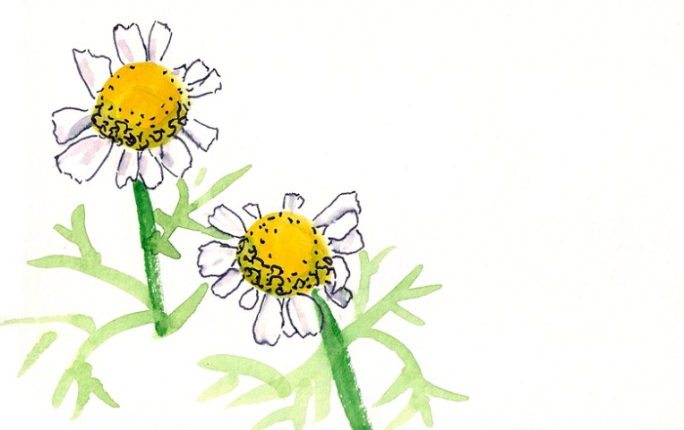 camomile 2