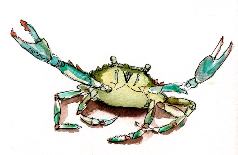 md blue crab