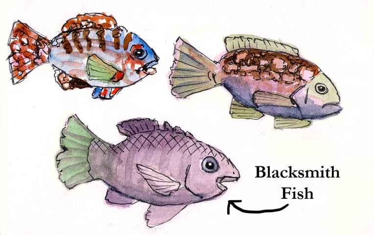 blacksmith fish