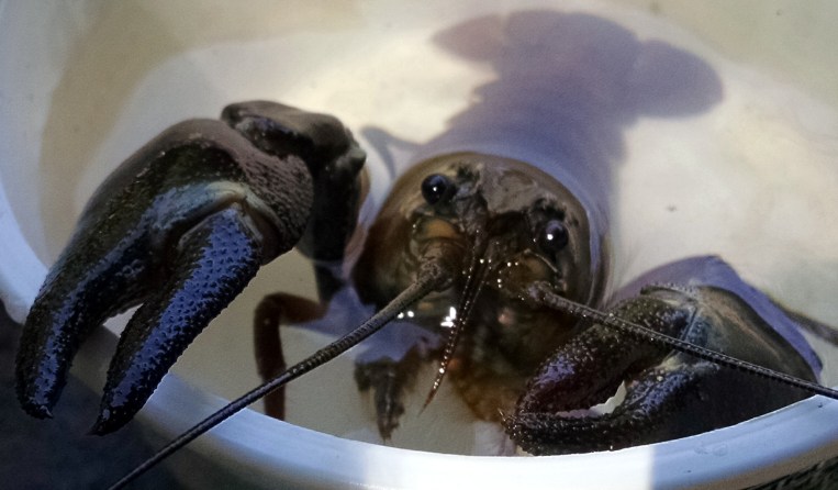 crayfish