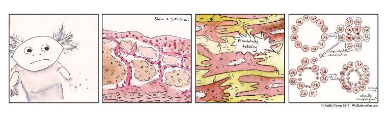 polar coordinate model