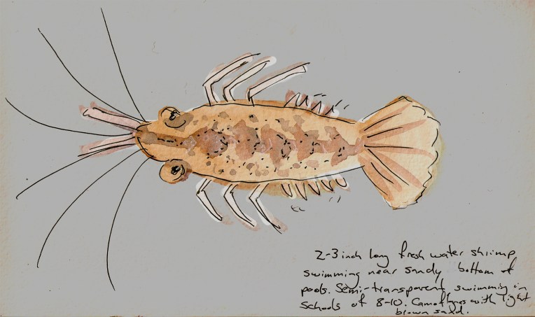 freshwater shrimp.jpg