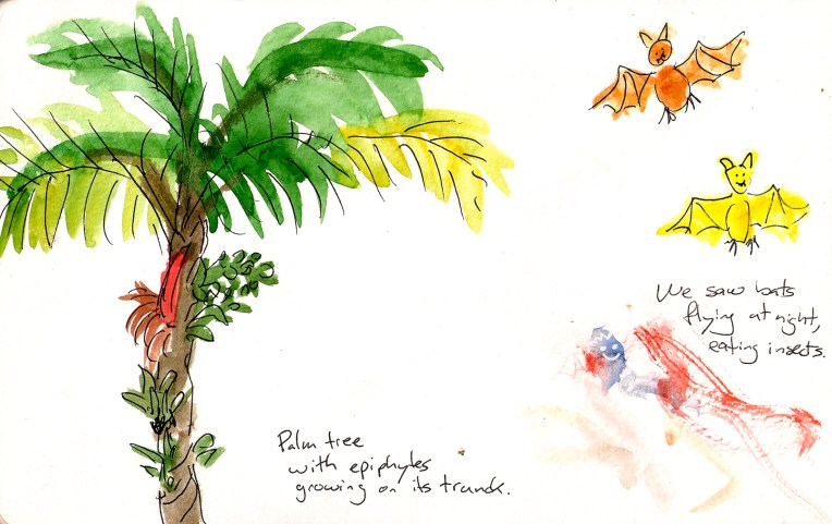 palm tree with epiphytes.jpg