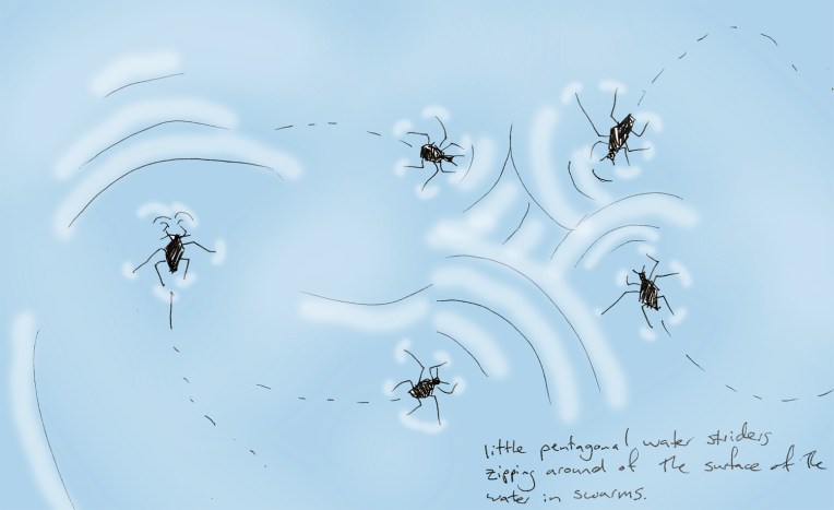 water striders blue.jpg