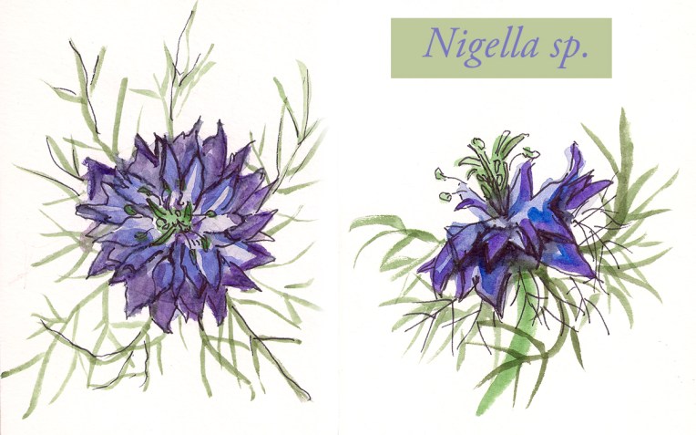 nigella