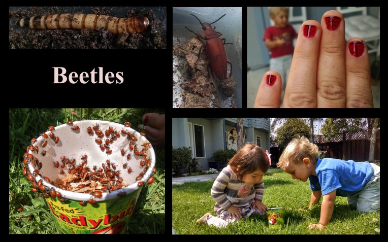 Beetles.jpg