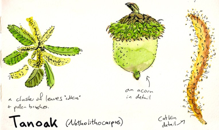 tanoak small copy.jpg