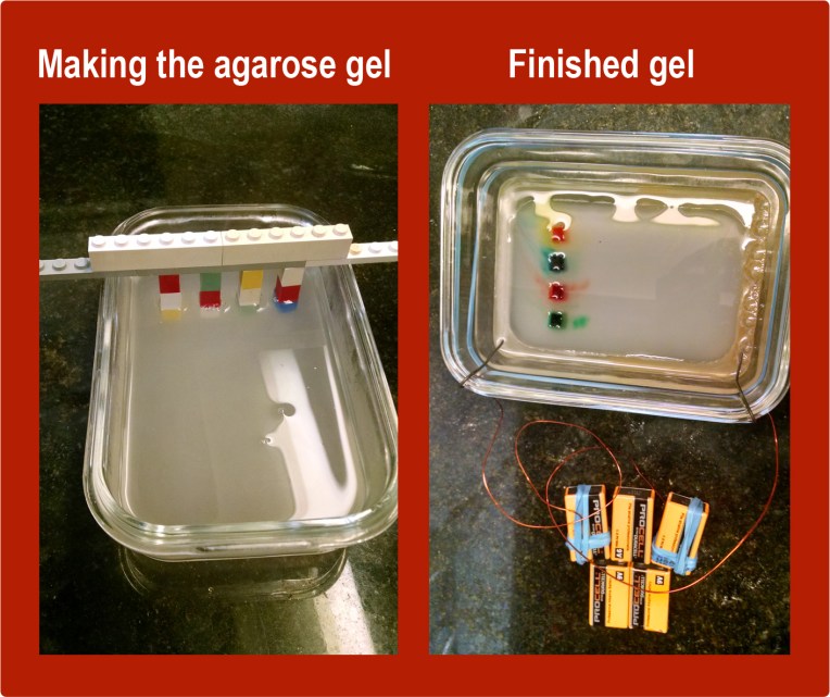 gel electrophoresis.jpg